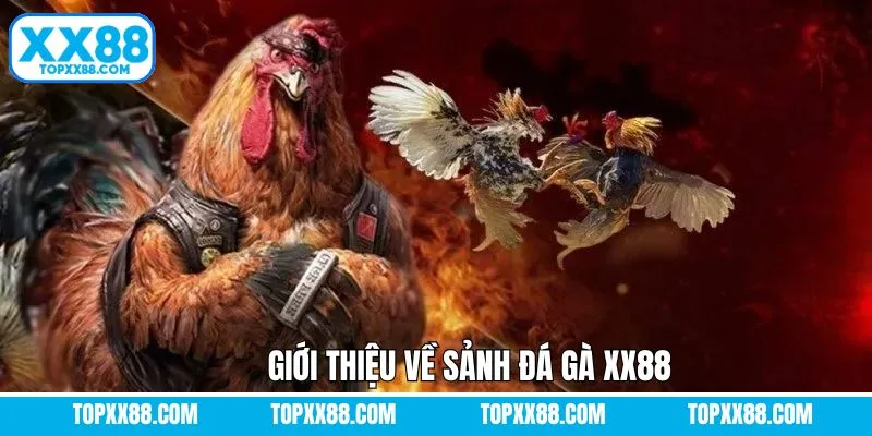 Thông tin khái quát về sảnh đá gà XX88